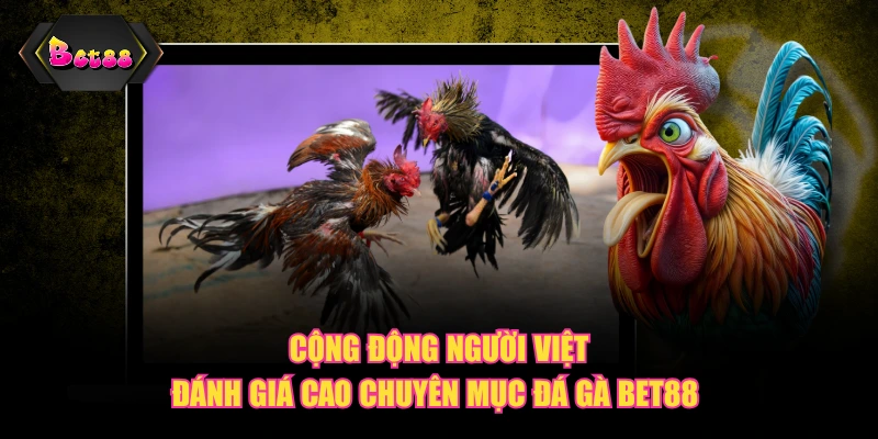 Cộng động người Việt đánh giá cao chuyên mục Đá Gà BET88
