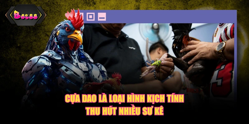 Cựa dao là loại hình kịch tính thu hút nhiều sư kê