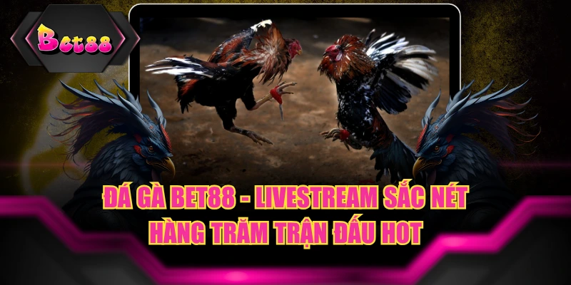 Đá Gà BET88 - Livestream Sắc Nét Hàng Trăm Trận Đấu HOT